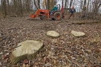 Romsilva introduce o nouă metodă de teledetecţie pentru depistarea tăierilor ilegale de arbori