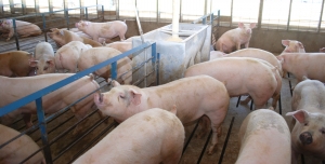 Actualizarea situației privind evoluția Pestei Porcine Africane la data de 18 octombrie 2018