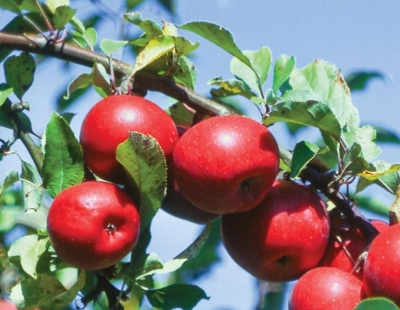 Cele mai răspândite grupuri de soiuri de mere în lume