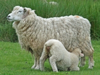 Asociaţia Crescătorilor de Oi „Retezatul“ - Haţeg a strâns în 5 ani 200 de membri şi 20.000 de oi