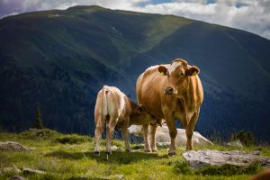 Sprijin pentru crescătorii de bovine: 100 de euro/cap vacă femelă adultă
