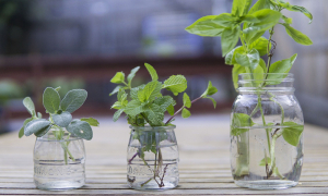 Soluții bio pentru sănătatea plantelor din grădină
