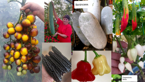 Specii de legume exotice aclimatizate în România