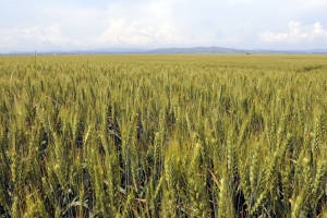 A fost aprobată înființarea Casei Române de Comerț Agroalimentar "UNIREA"