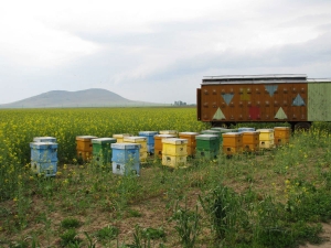 Protocol pentru protecția albinelor împotriva intoxicațiilor cu pesticide