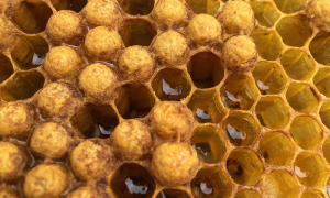 Producția de miere a României, la jumătate