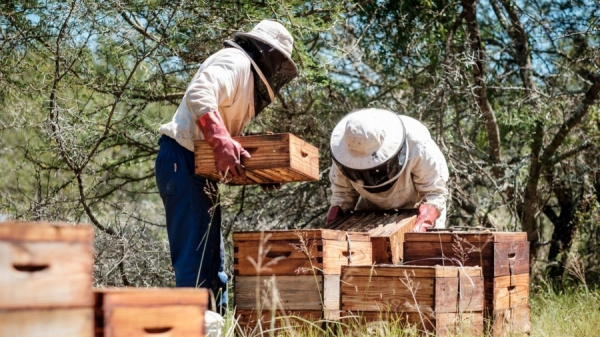 Comisia Europeană propune creșterea sprijinului financiar în sectorul apicol
