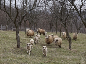 România reia exportul de ovine și bovine către Israel