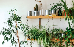 Curăță aerul din locuință cu ajutorul plantelor