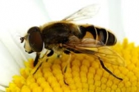 Comisia Europeană va interzice folosirea unor pesticide dăunătoare albinelor