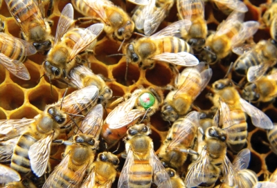 Regine și rase de albine în Austria, Germania și Elveția