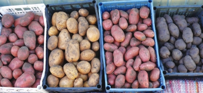 În județul Suceava - cartoful şi grâul, afectate de precipitaţii, producţii foarte bune la porumb