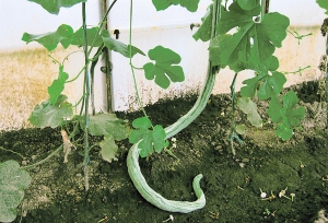 O legumă românească bizară, dar productivă: dovlecelul șarpe