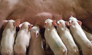 Cooperativa Siliștea Producție Suine, al patrulea producător de pe piața internă a cărnii de porc