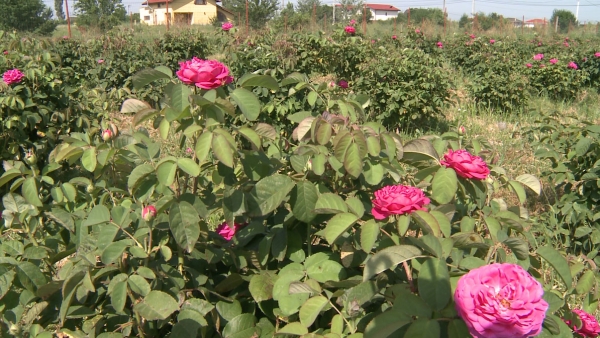 Secretele reușitei culturii trandafirilor de dulceață