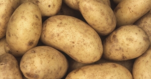 Cele mai periculoase boli ale cartofului