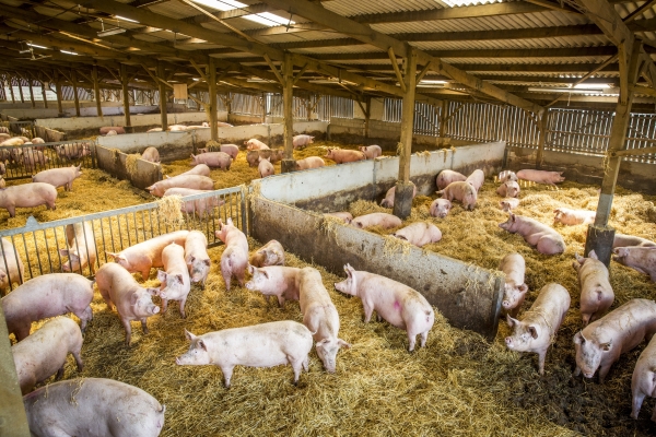 Actualizarea situației privind evoluția Pestei Porcine Africane la data de 27 septembrie 2018