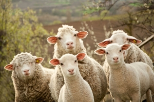 Ajutor de minimis pentru crescătorii de ovine care comercializează lână