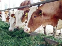 În Covasna, un fost TCM-ist creşte azi peste 1.000 de vaci