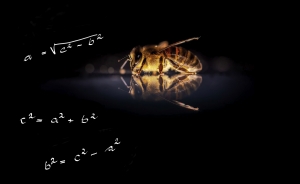 Albinele pot rezolva probleme matematice?