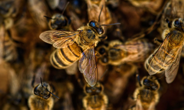 Monitorizarea hibridizării raselor și ecotipurilor locale de albine (IV)