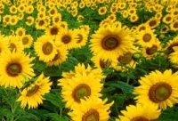 Floarea-soarelui producţii mai mari, dar nici pe departe „record“