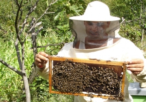 An apicol slab... Trebuie să ne salvăm albinele!