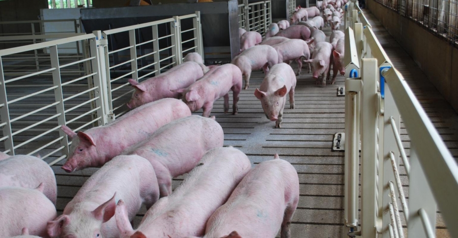 Actualizarea situației privind evoluția Pestei Porcine Africane la data de 12 septembrie 2019