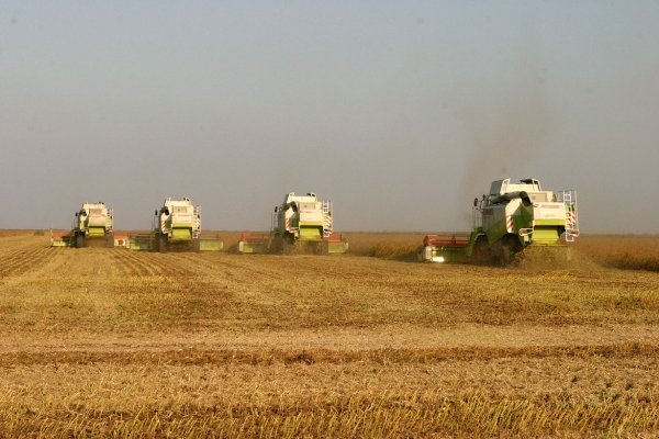 Supraabundența mondială de grâu va crește ca urmare a scăderii cererii chineze susține USDA