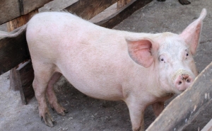 Pestă porcină africană a fost confirmată într-o gospodărie din județul Covasna