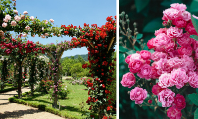 Top 5 cei mai frumoși trandafiri de grădină din 2023