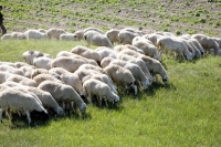 Exportatorii români de animale vor practici fiscale corecte