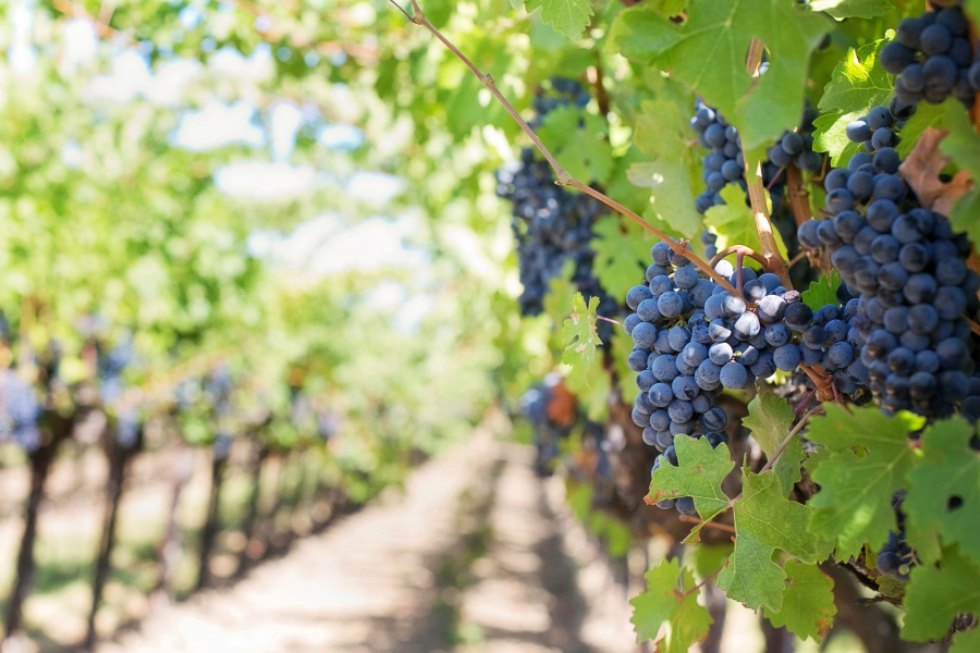COVID-19: Situația cererilor depuse în sectorul vitivinicol