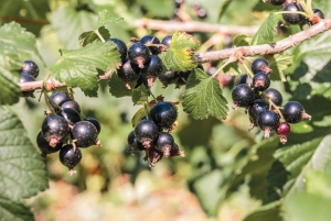Coacăzul negru (Ribes nigrum L), tăieri de fructificare și reîntinerire