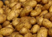 Cultura cartofului, un sector în cădere liberă