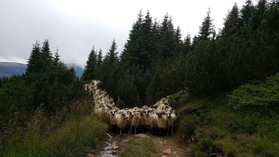Doi tineri din Sibiu au lansat îngrăşământul eco din lână de oaie