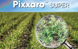 Pixxaro™ Super - Inovația cu cel mai larg spectru de buruieni dicotiledonate anuale și perene combătute din cultura de cereale păioase