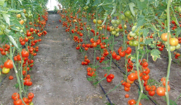 3.000 de euro pentru cultivarea tomatelor în spații protejate