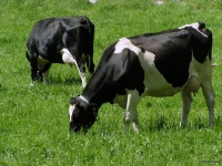 Seceta, procesatorii şi dezinteresul guvernului au băgat vaca în abator