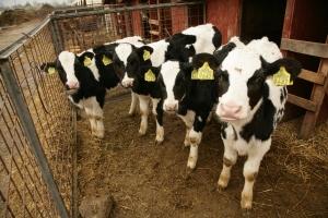 Eficientizarea valorificării subproduselor industriale prin dezvoltarea pentru animalele de fermă