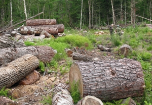 Angajații Romsilva tot mai agresați de hoții de lemne