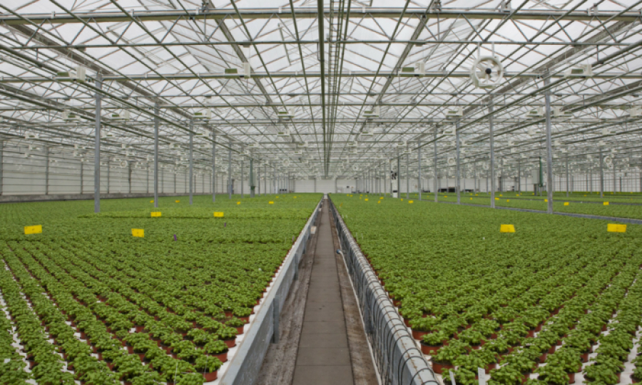 Solarino - soluție de automatizare smart a serelor agricole