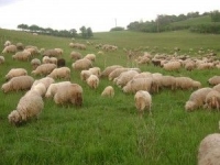 Riscul îmbolnăvirii oilor în perioada de iarnă-primăvară (II)