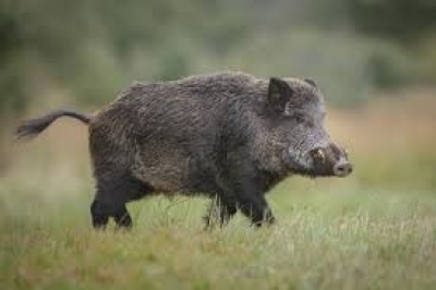 Virusul Pestei Porcine Africane depistat la un porc mistreț în județul Botoșani