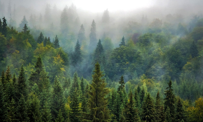 Romsilva a crescut suprafața pădurilor de stat certificate la nivel internațional cu 34.000 de hectare