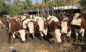 Investiţie de 80.000 euro într-o fermă de vaci, rasa Montbeliarde