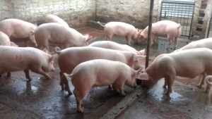 Comisia Europeană a virat României o primă tranșă de 10 milioane de euro pentru combaterea pestei porcine africane