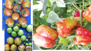 Măsuri de prevenție pentru apariția Tomato Brown Rugose Fruit Virus (ToBRFV) în România