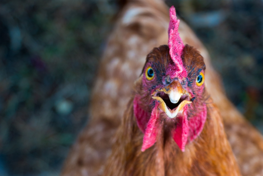 Focarele de gripă aviară din județele Mureș și Harghita au fost stinse