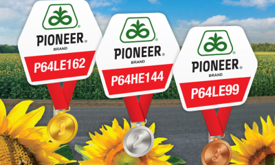 Hibrizii de floarea-soarelui Pioneer®, performanță și stabilitate demonstrate